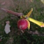 Coffea canephora Fruit