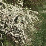 Spiraea nipponica Celota