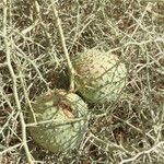 Acanthosicyos horridus Fruit