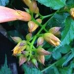 Campsis grandiflora Kwiat