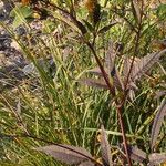 Bidens frondosa Flower