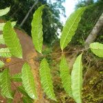 Trichoscypha bijuga Hoja