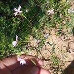 Epilobium brachycarpum Kvet