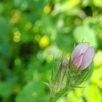 Onobrychis crista-galli Fleur