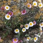 Erigeron karvinskianus Λουλούδι