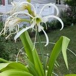 Hymenocallis liriosme ফুল