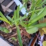 Agapanthus umbellatusLapas