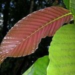 Dipterocarpus hasseltii Leaf