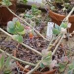 Kalanchoe marnieriana Habit