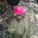 Echinocactus horizonthalonius Habitus