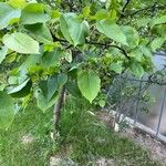 Pyrus pyrifoliaList