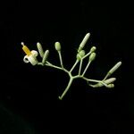 Alangium chinense 整株植物