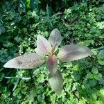 Amaranthus tricolor Anders