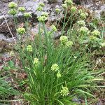 Bupleurum petraeum Flower