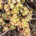 Sedum andegavense 葉