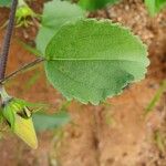 Hibiscus lunariifolius Folha