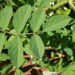 Clitoria mariana Leaf