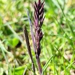 Poa bulbosa Mbuma