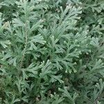 Selaginella galeottii Hoja