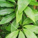 Costus dubius Leaf