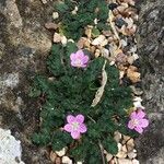 Erodium corsicum Blad