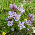 Gentianella ramosa Floare