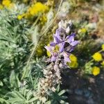 Lupinus formosus Flor