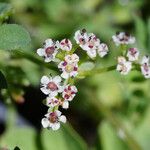 Caropsis verticillatoinundata Floare