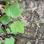 Viburnum acerifolium Blatt