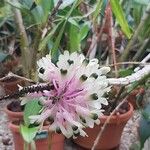 Dendrobium smillieae Flor
