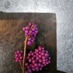 Callicarpa americana ഫലം