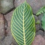 Sanchezia nobilis Folha