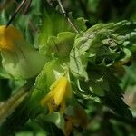 Rhinanthus major Flower