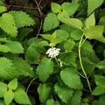 Lamium albumFleur