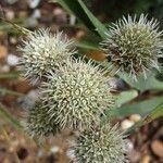 Eryngium yuccifolium Frucht