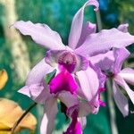 Cattleya intermedia Blomma