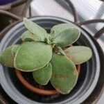 Crassula cotyledonis Folio
