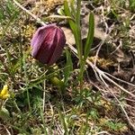 Fritillaria tubaeformis Õis