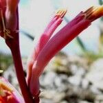 Agave polianthiflora Flower
