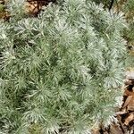Artemisia schmidtiana Φύλλο