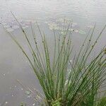 Juncus filiformis Blad