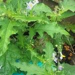 Solanum carolinenseBlomst