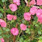 Rosa abietina Kwiat