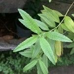 Aloysia citriodora Blad