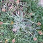 Plantago monosperma Inny