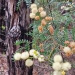 Acacia terminalis Foglia