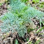 Seseli gummiferum 葉