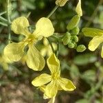 Raphanus raphanistrum Flower