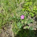 Geranium viscosissimum Blomst