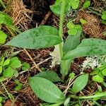 Pulmonaria australis पत्ता